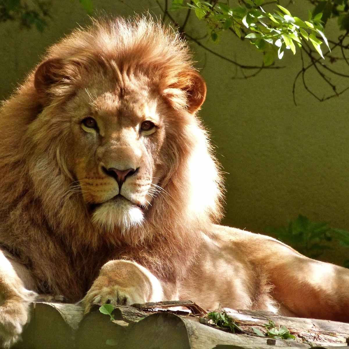 In the Lion’s&nbsp;den
